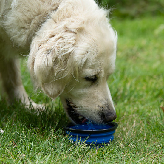 Collapsible Travel Dog Bowl Blue