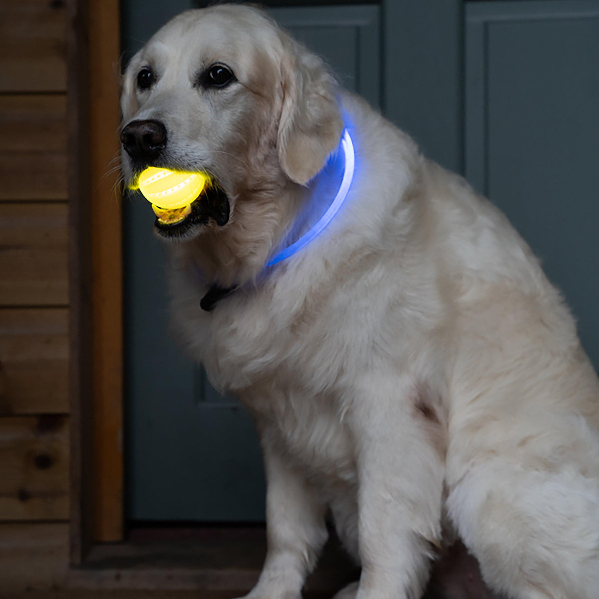 Outdoor Paws USB Rechargeable Glow In The Dark Dog Ball
