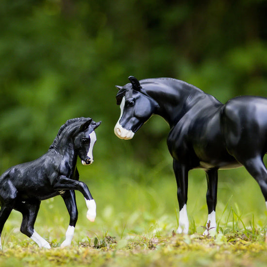 Nistar Blazing Kansas LOM & GTF Blazing Ethel