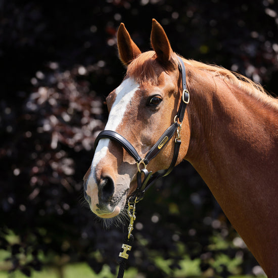 GARA Leather Headcollar Black