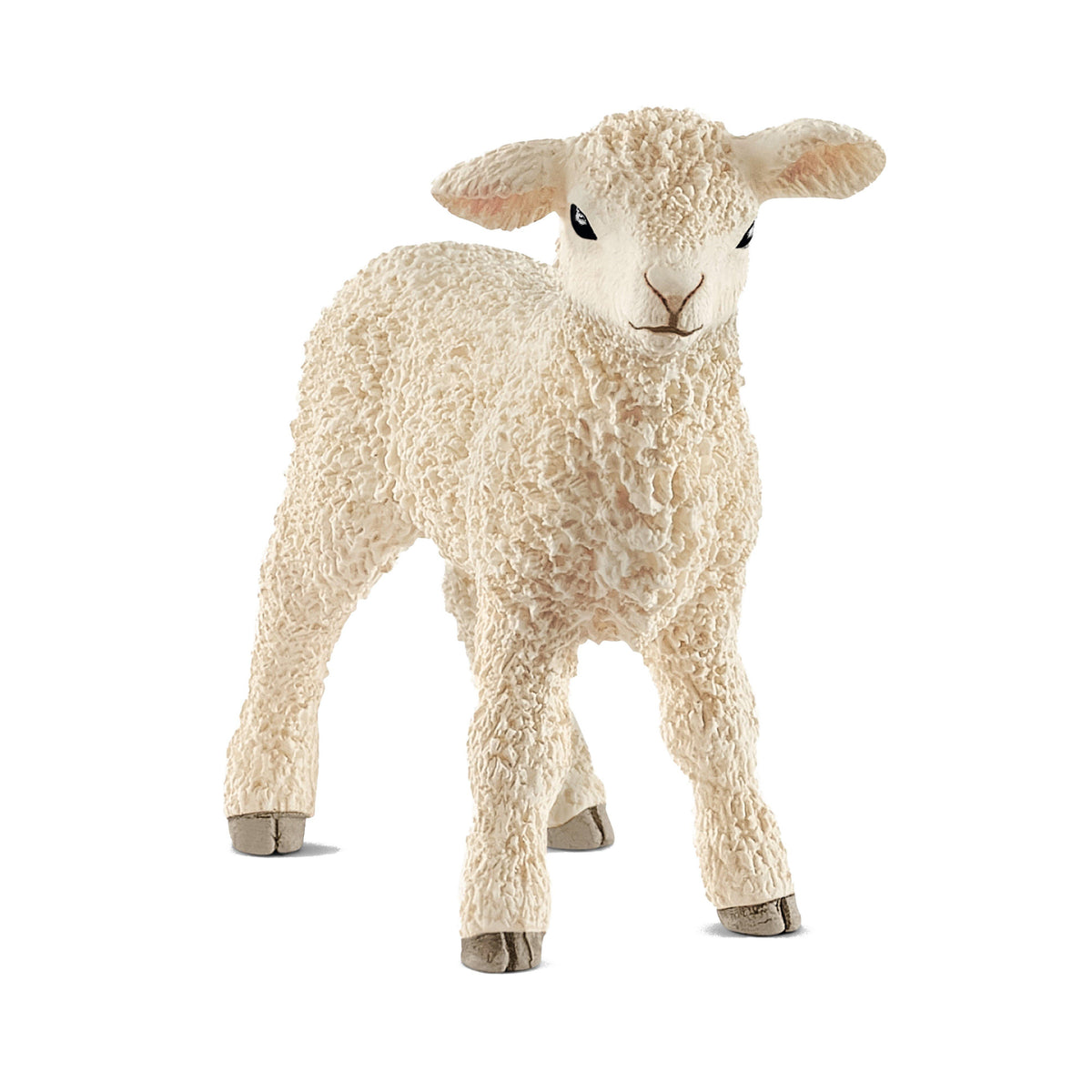 Lamb