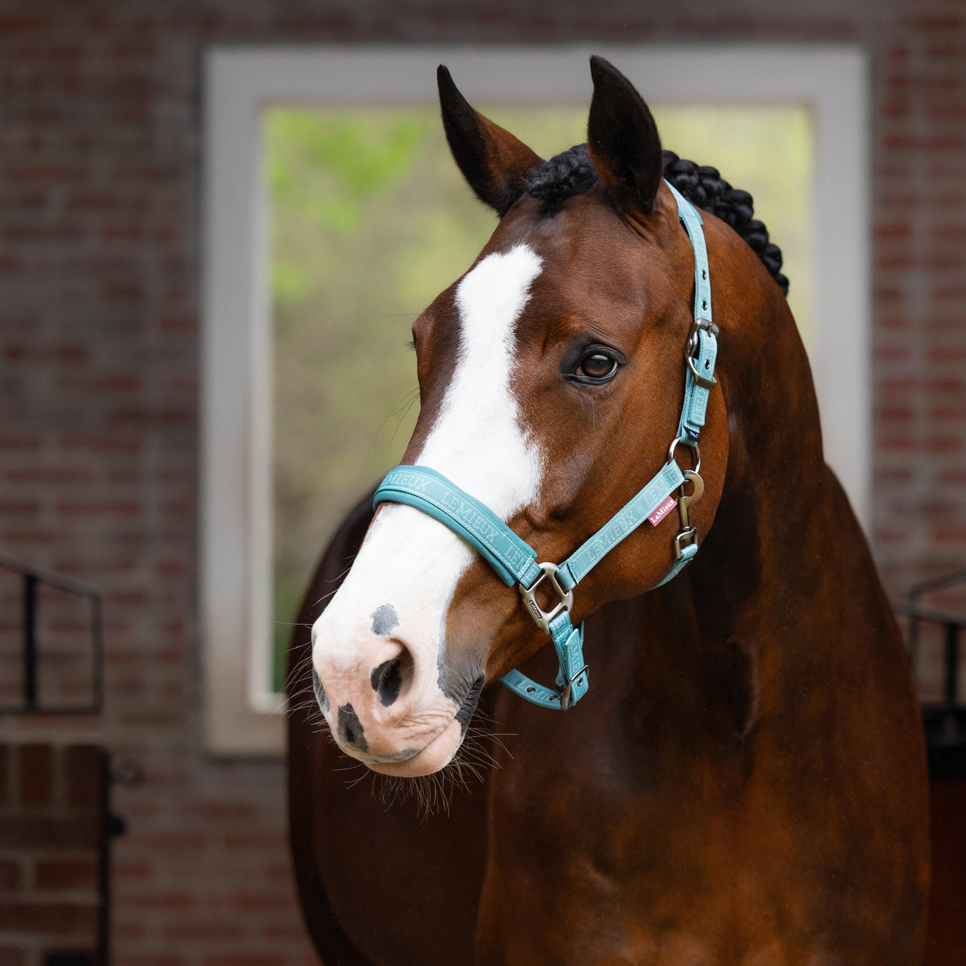 Versailles Headcollar Aqua