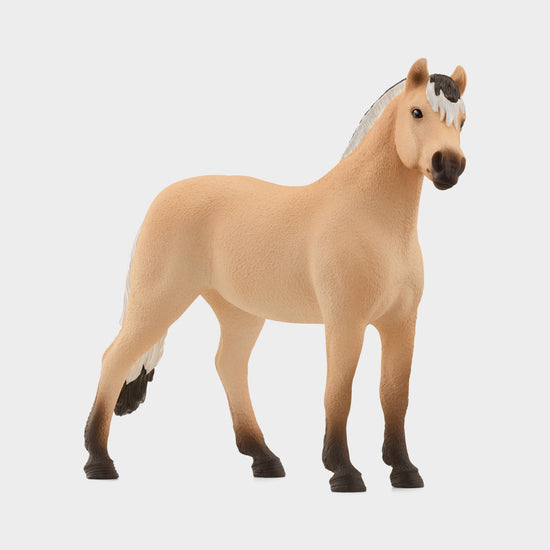 Norwegian Fjord Horse Gelding