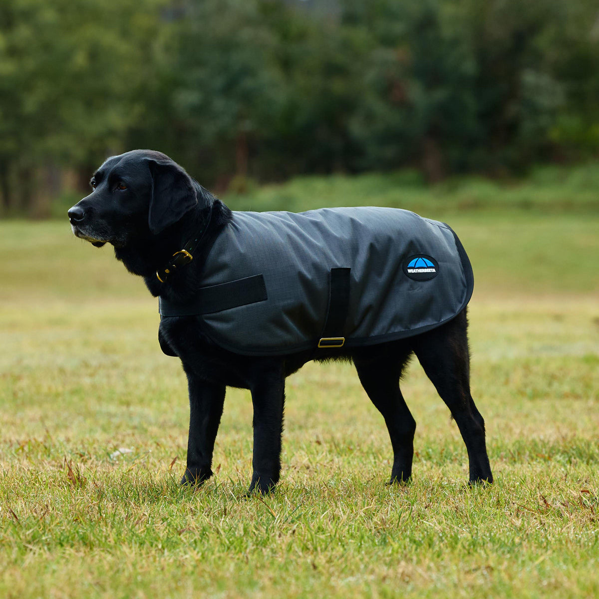 ComFiTec Classic Waterproof Dog Coat Charcoal
