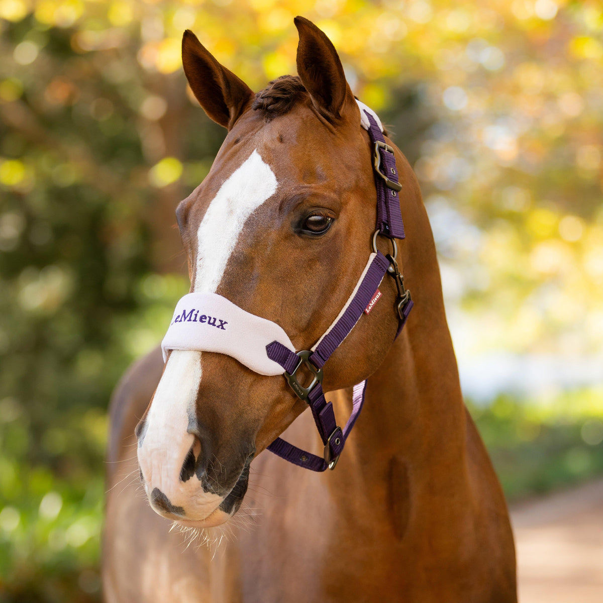 Vogue Headcollar & Leadrope Damson