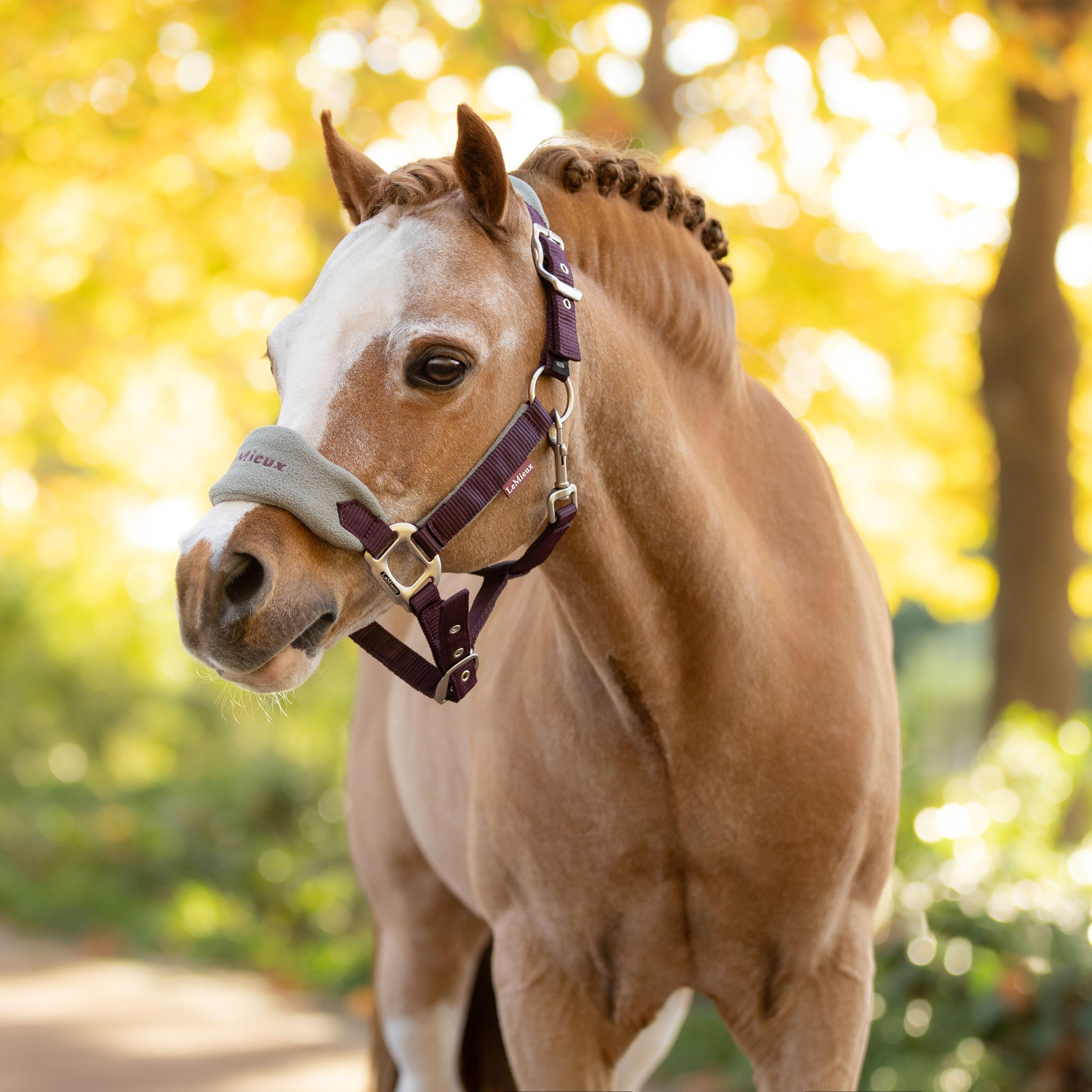 Mini Vogue Headcollar and Leadrope Damson
