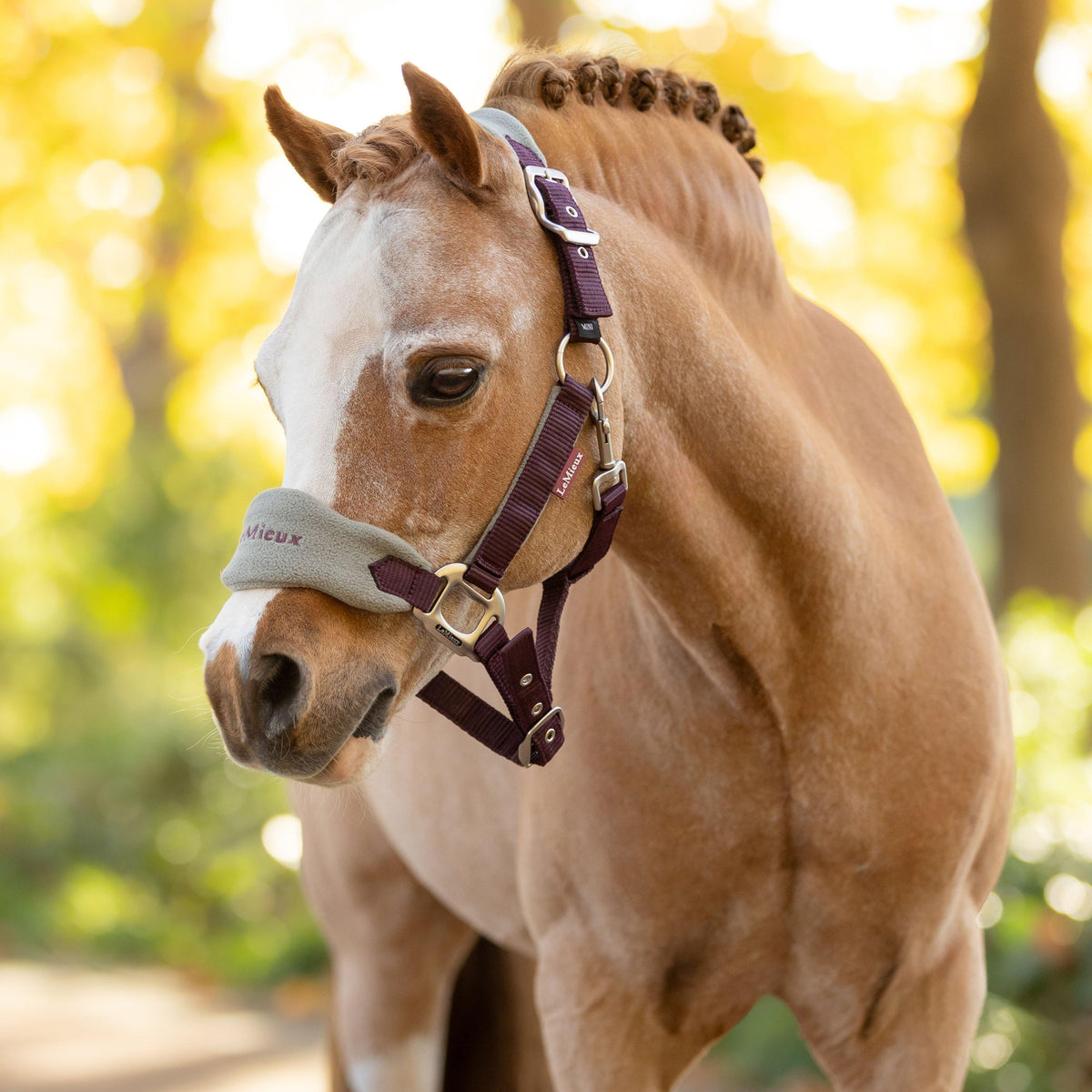 Mini Vogue Headcollar and Leadrope Damson