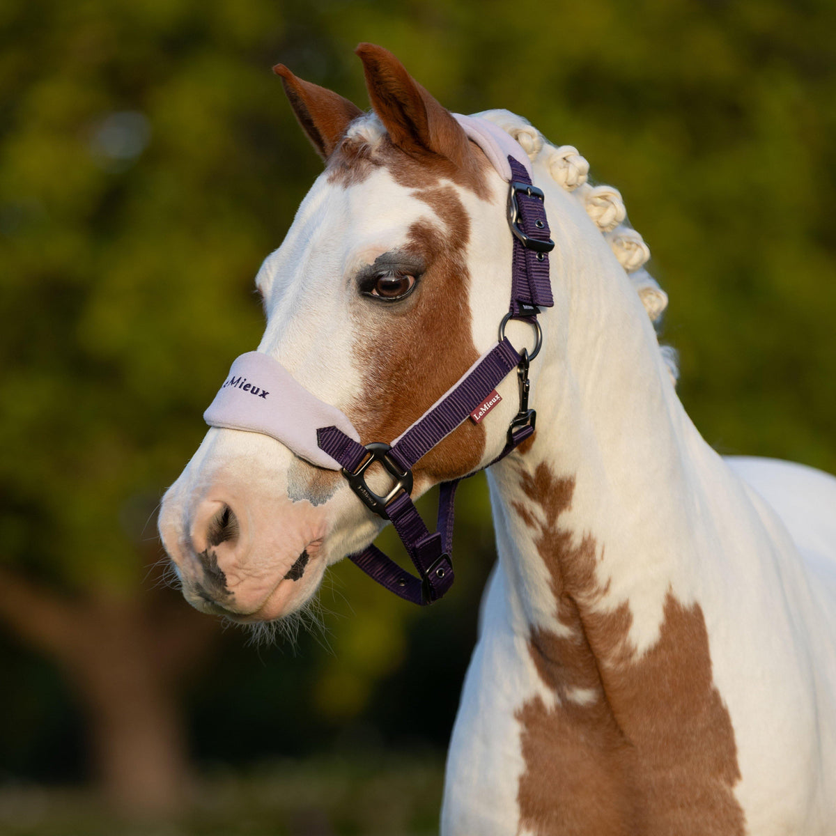 Mini Vogue Headcollar and Leadrope Juniper