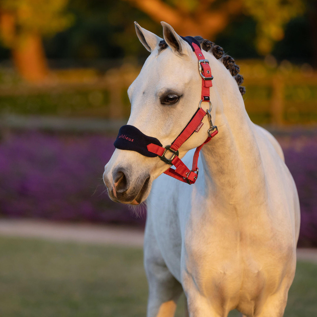 Mini Vogue Headcollar and Leadrope Cranberry