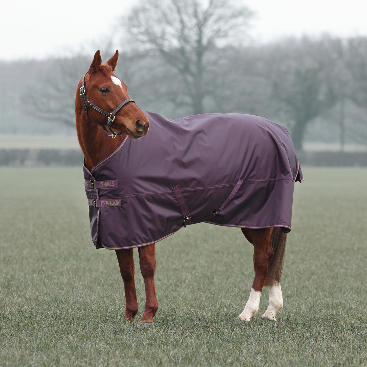 Typhoon 100g Standard Neck Turnout Rug Black Cherry