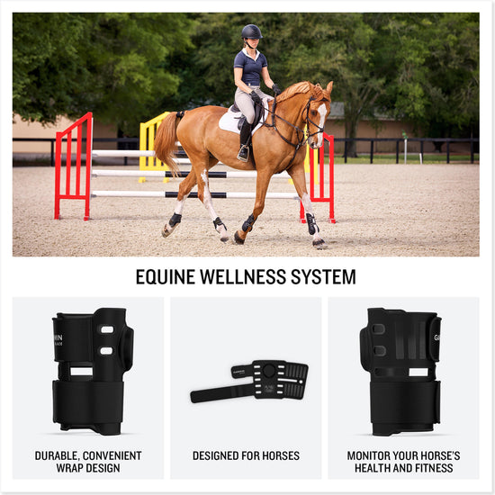 Blaze™ Equine Wellness System
