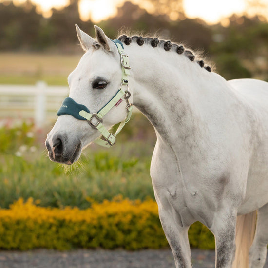 Mini Vogue Headcollar and Leadrope Macaron