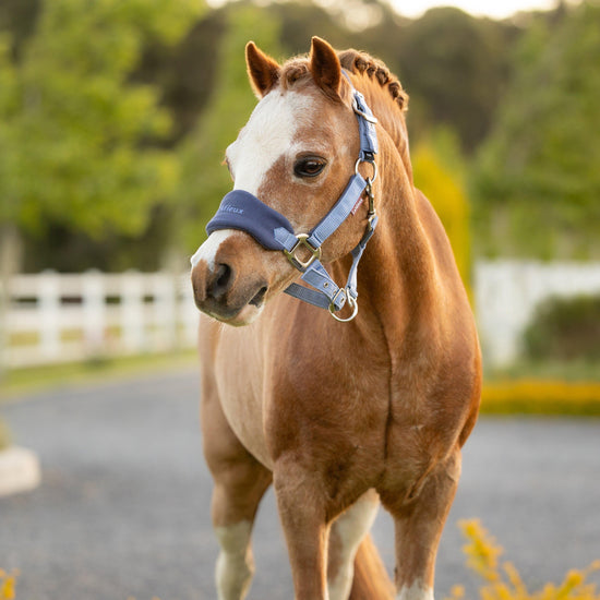 Mini Vogue Headcollar and Leadrope Powder Blue