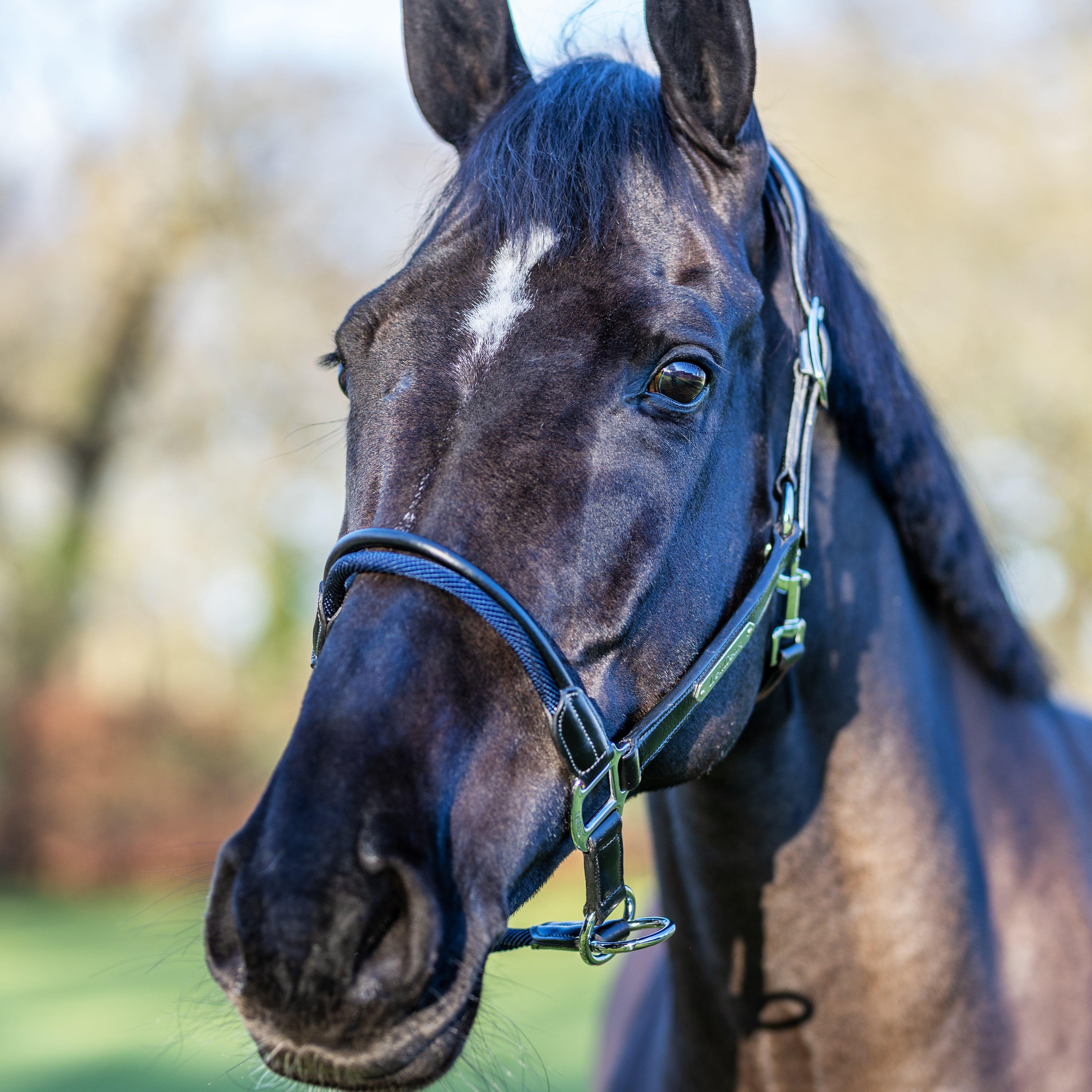 Rope Control Headcollar Brown
