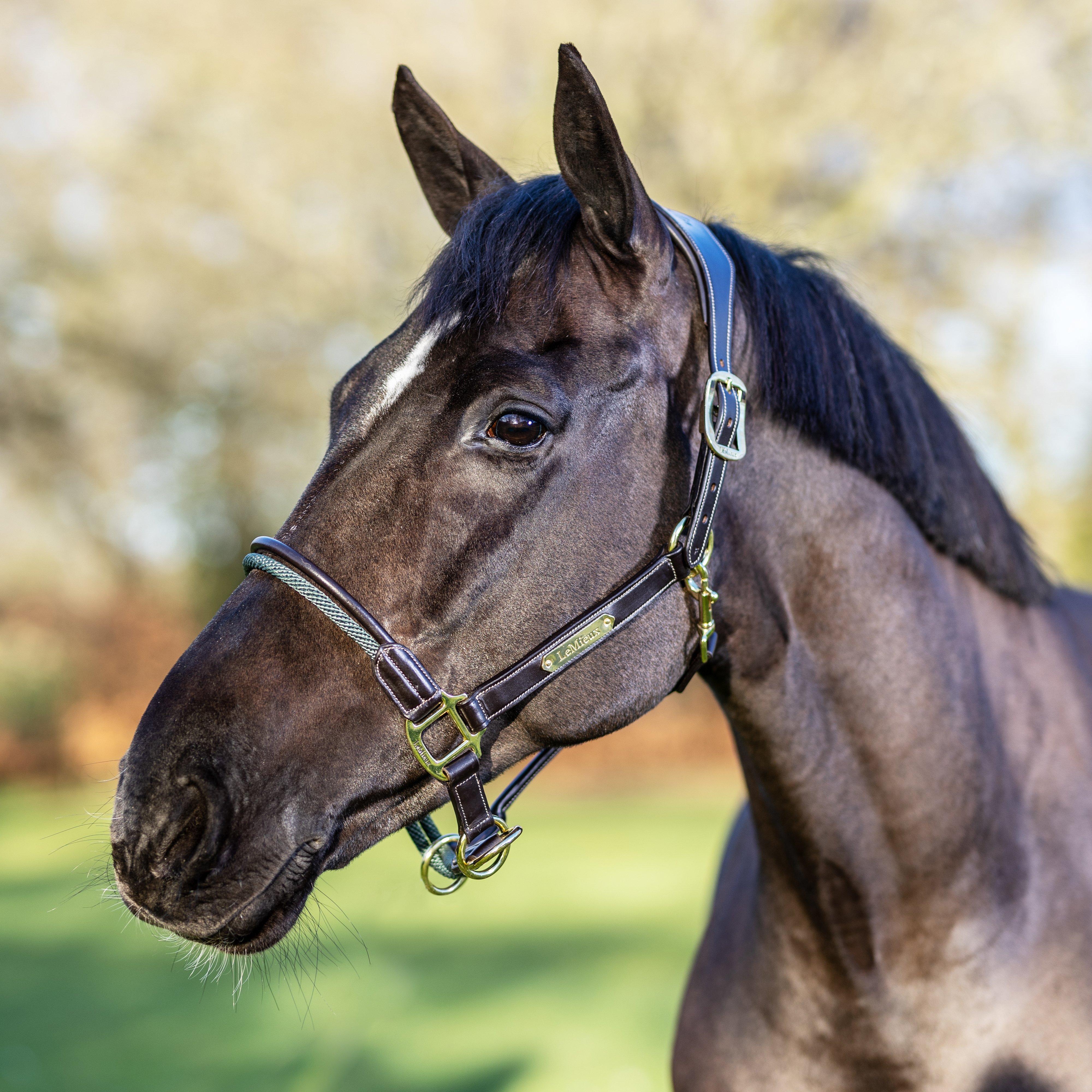 Rope Control Headcollar Brown