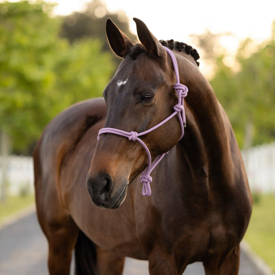 Rope Headcollar Fondant