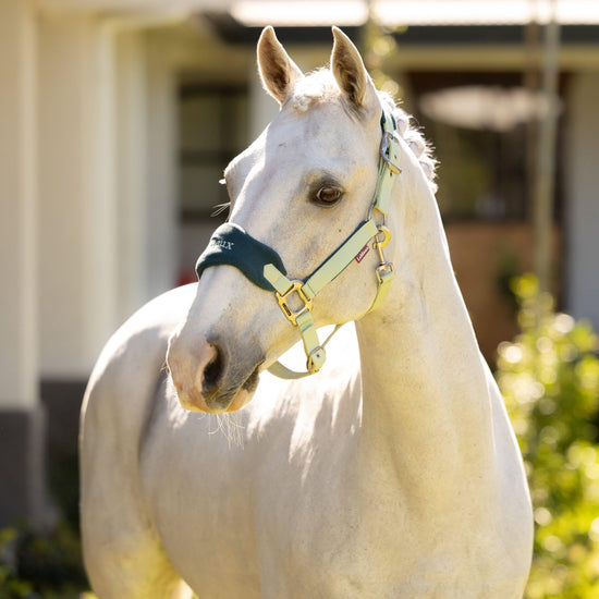 Vogue Headcollar & Leadrope Macaron