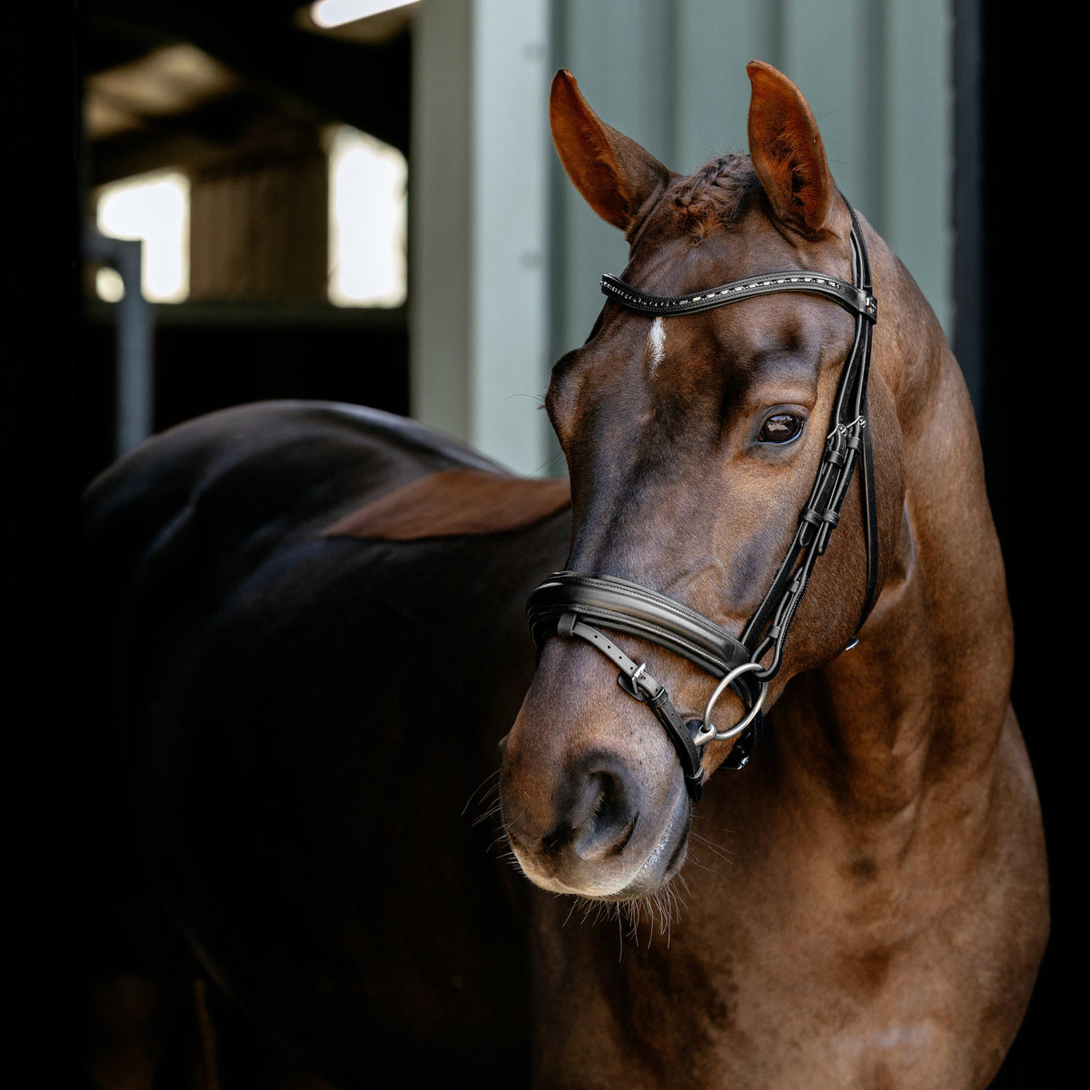 Arika Anatomic Dressage Bridle