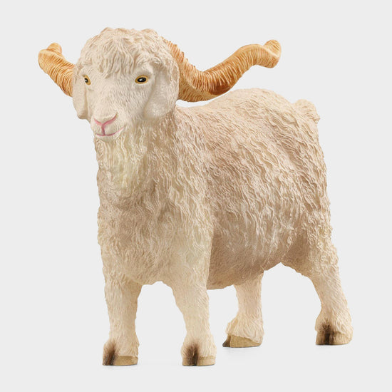 Angora Goat