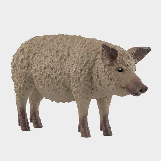 Mangalica Pig