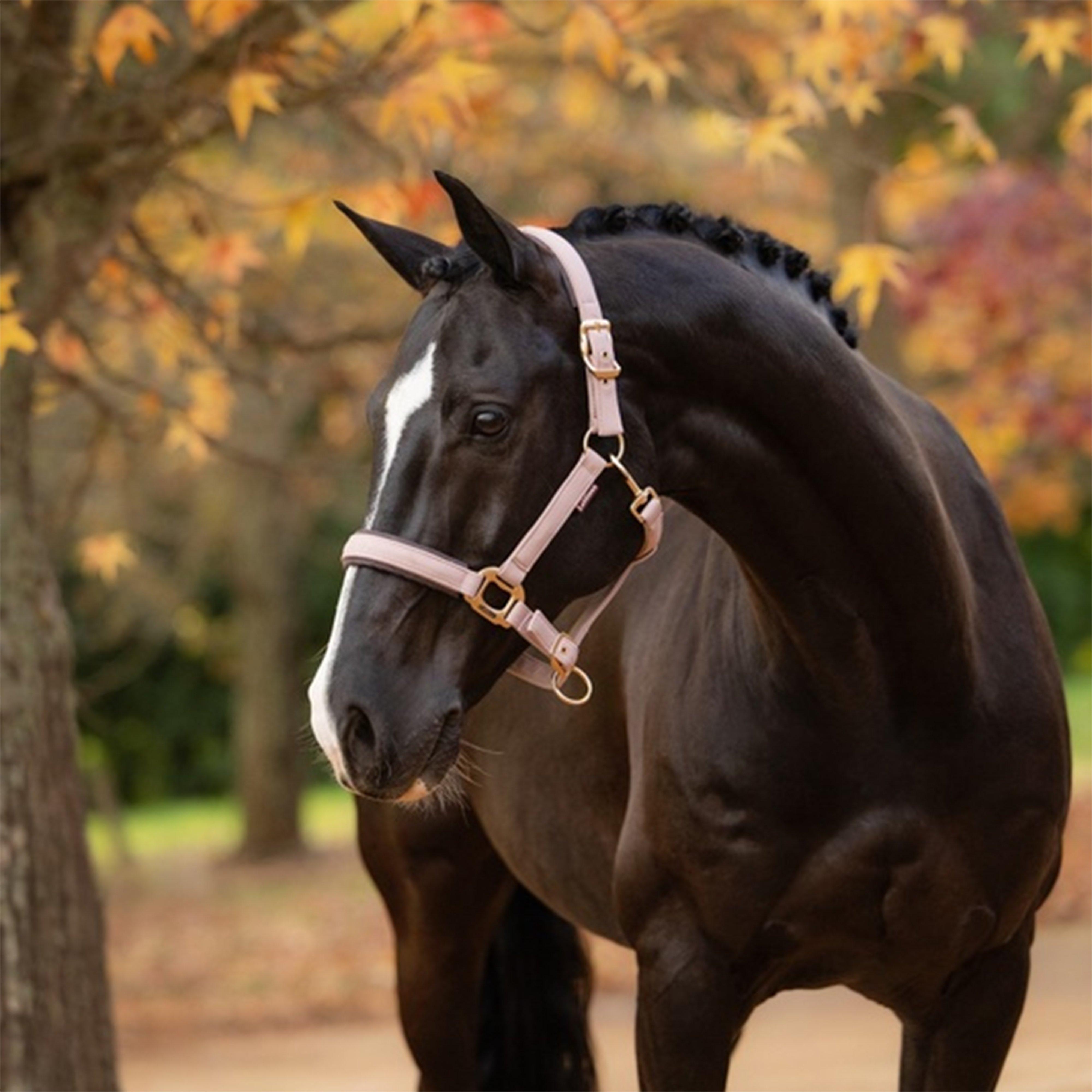 Essence Head Collar