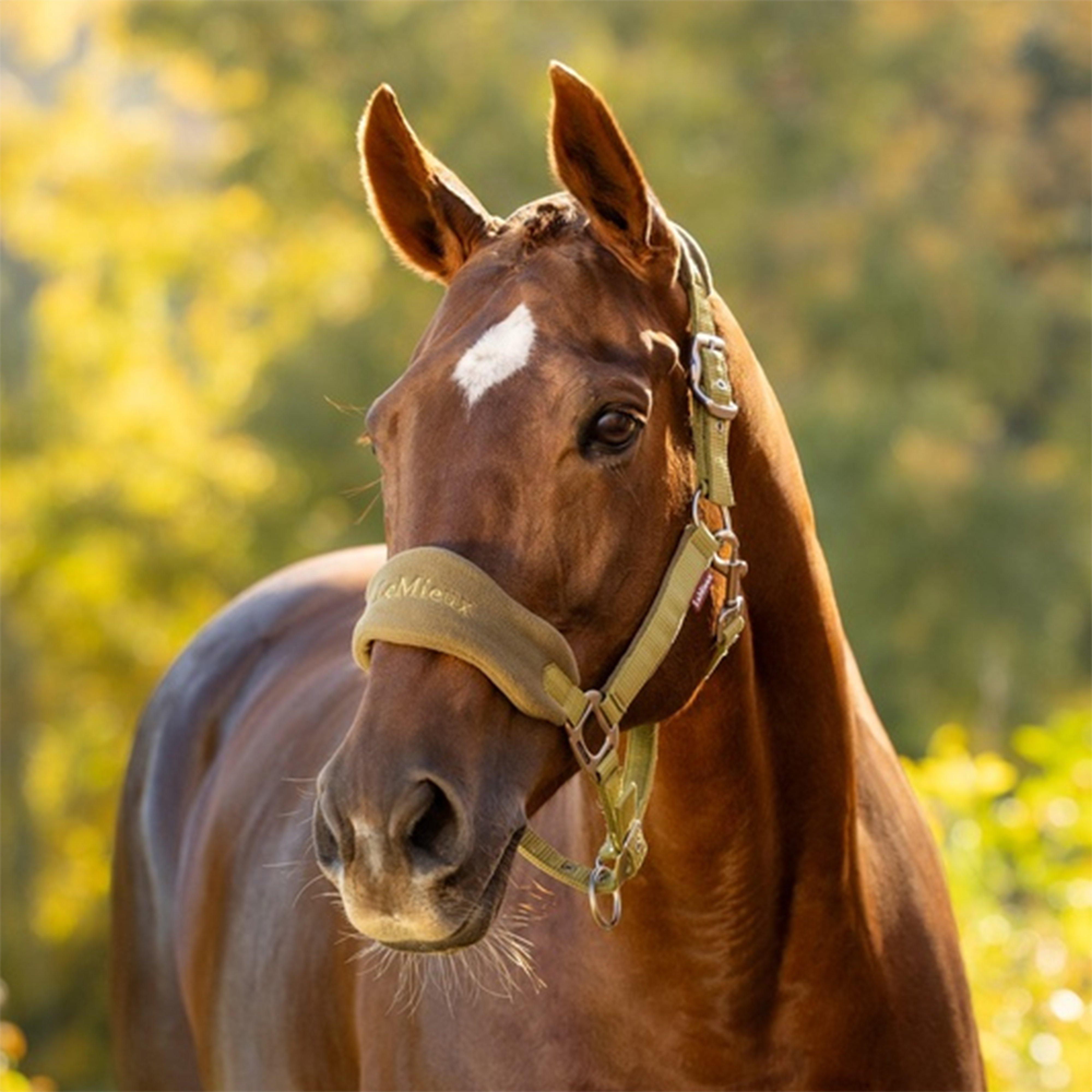 Vogue Headcollars & Leadrope