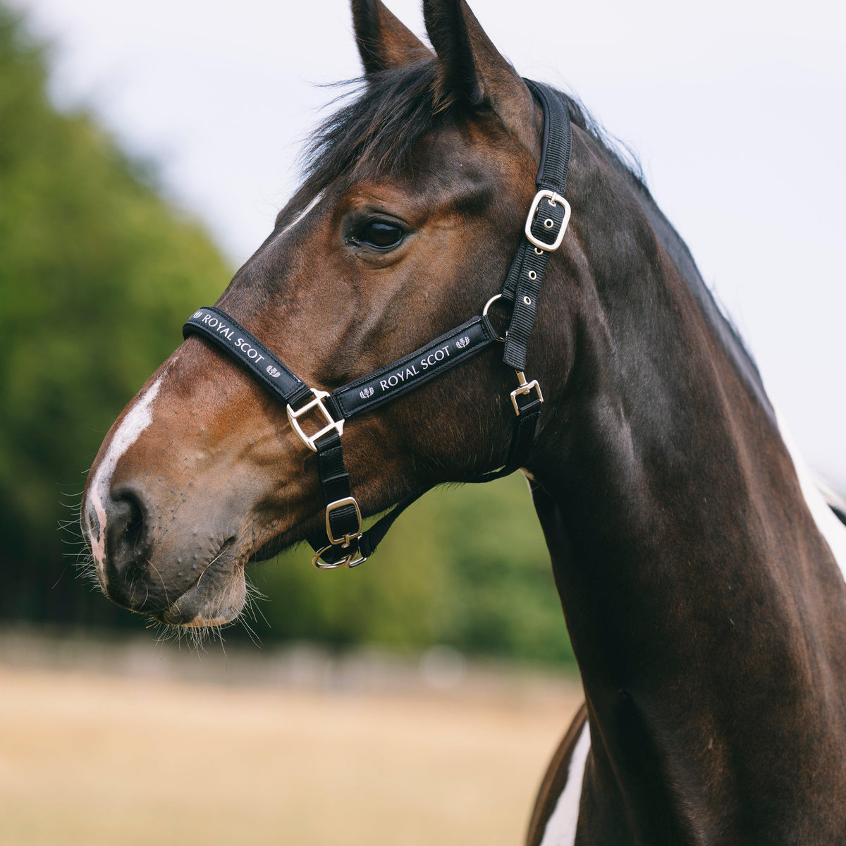 Logo Headcollar