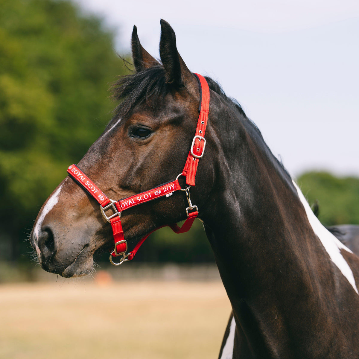Logo Headcollar