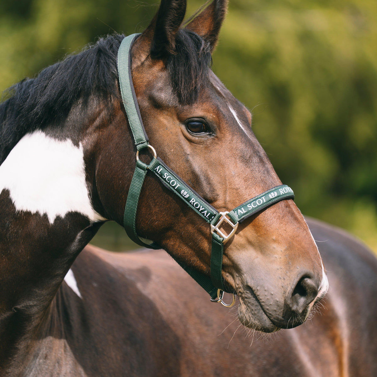 Logo Headcollar