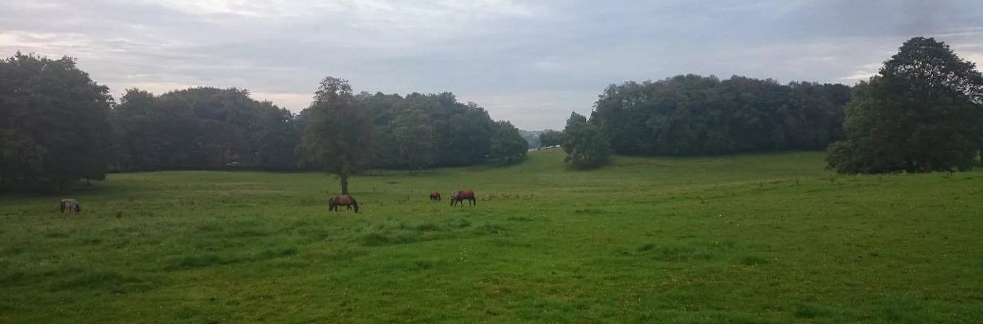 5 Tips for Summer Turnout for Horses
