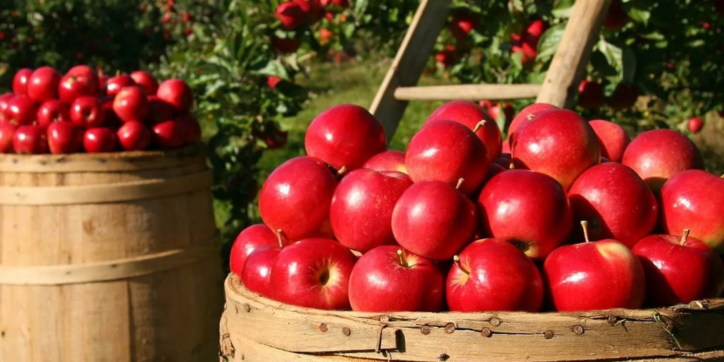 Fruits and Vegetables Safe For Horses