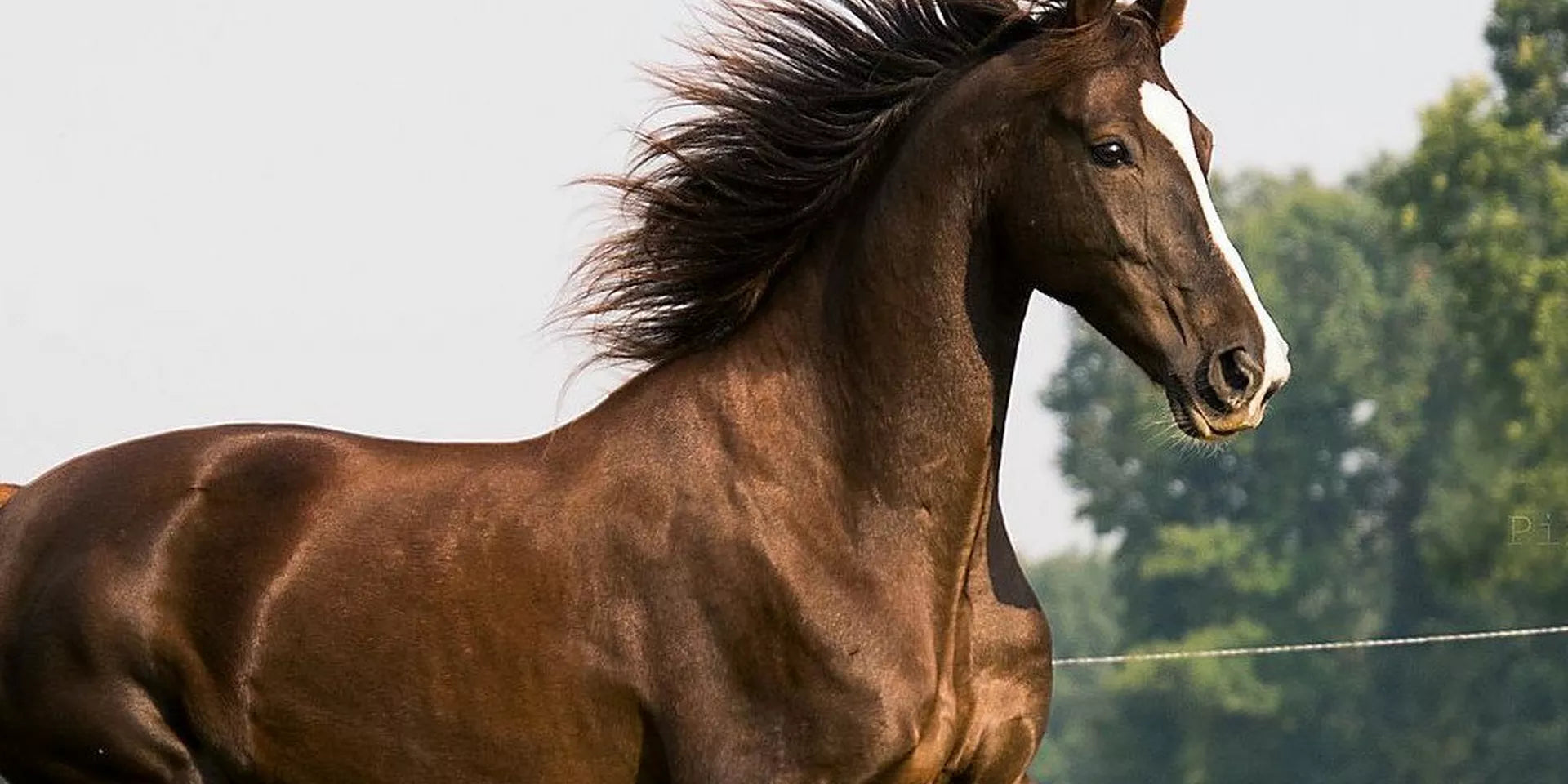Horse Breeds and Types - Finding The Right Horse For You