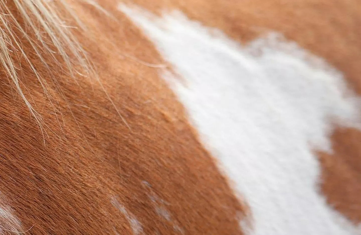 Sarcoids – The Sensible Truth About The Scary Skin Condition