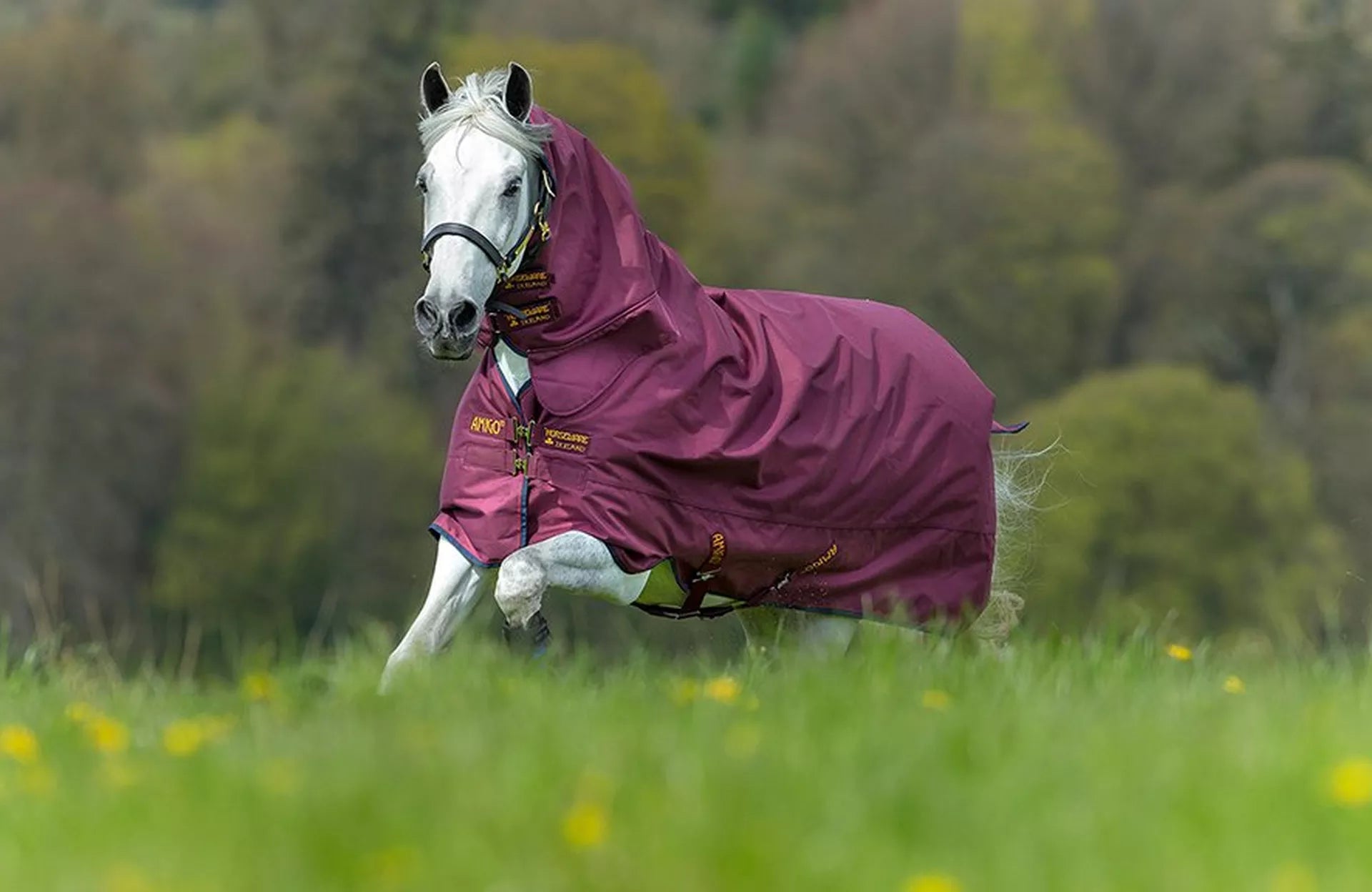 Our Guide To Autumn Horse Rugs
