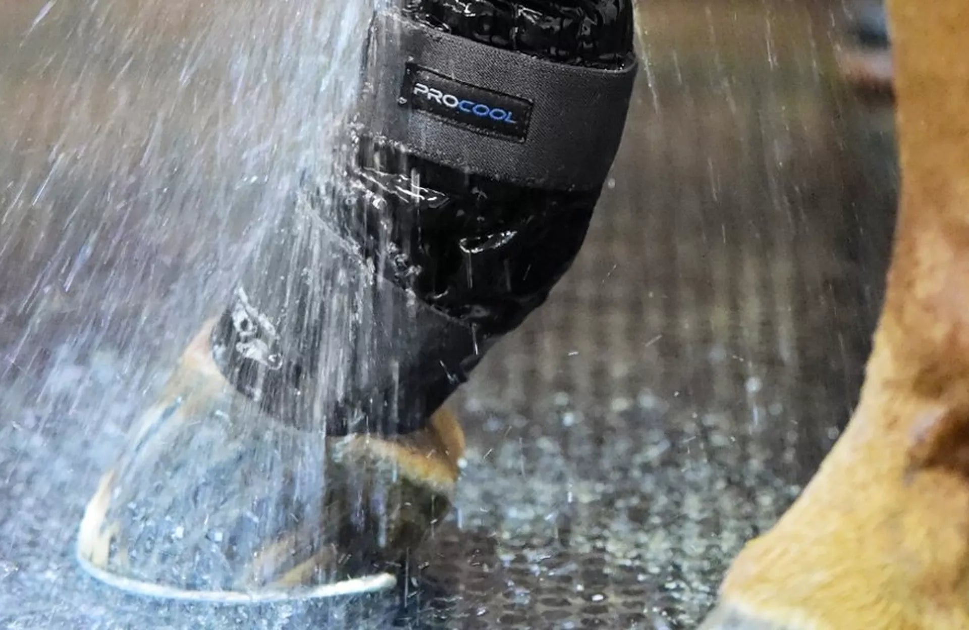 Equine Therapy - Hydrotherapy & Cryotherapy