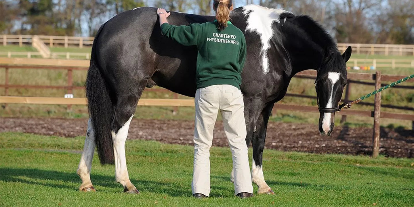 Equine Massage Therapy – Is It Good Or Bad For Your Horse?