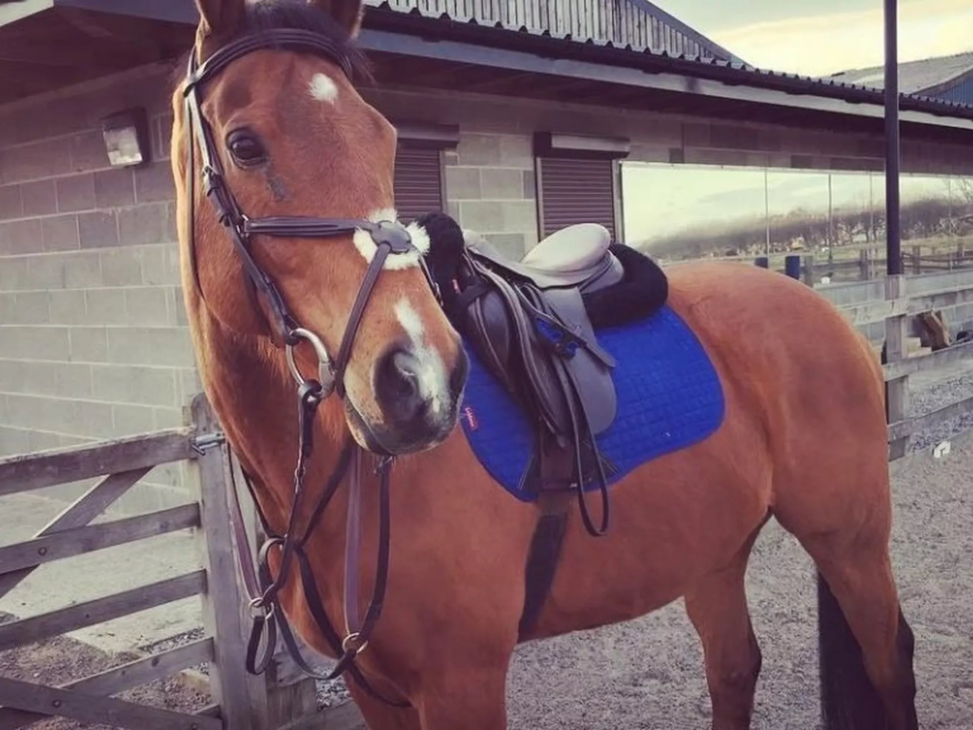 Horseware Ice-Vibe Boots – Tried & Tested Review