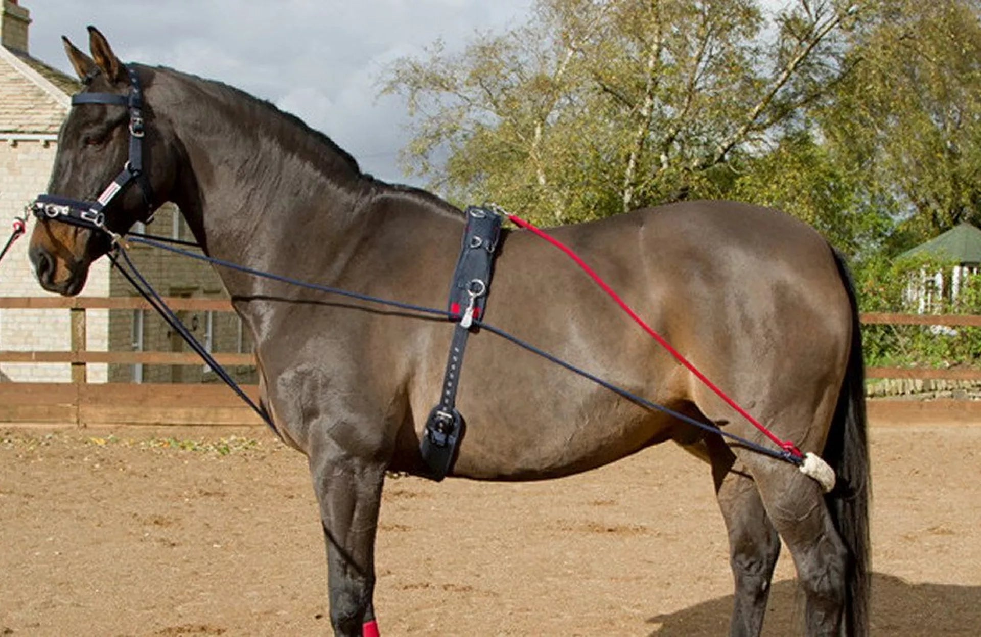 Lunging Equipment Ultimate Horse Lunging Training System - Balance ...