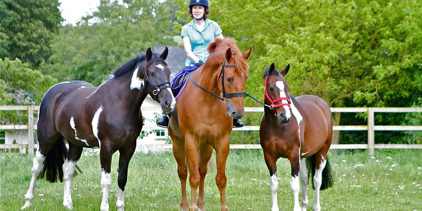 Natural Horsemanship versus Traditional Horse Training