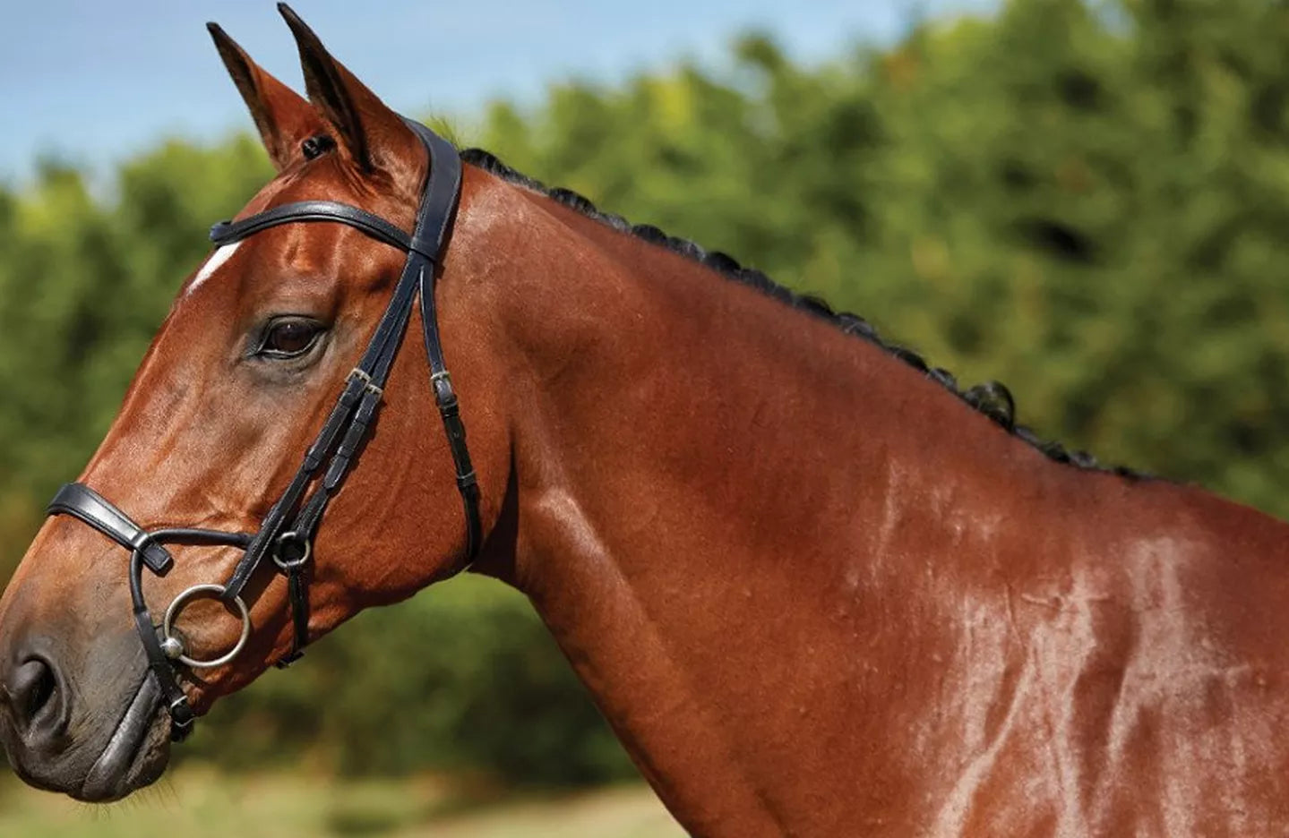 New Skill Saturday – Cleaning and Reassembling A Bridle