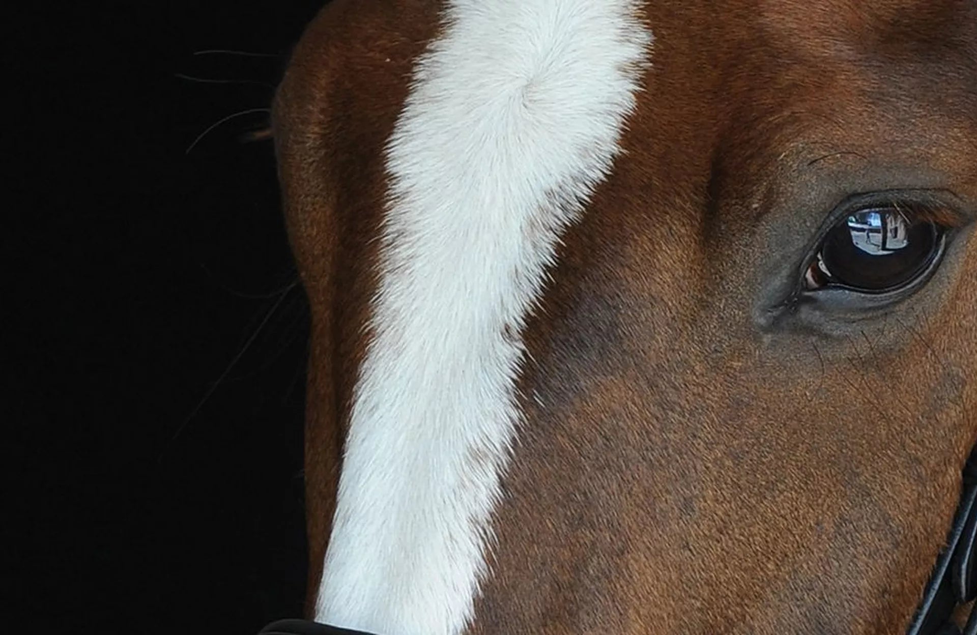 Our Guide To Horse Calmers & Firework Season