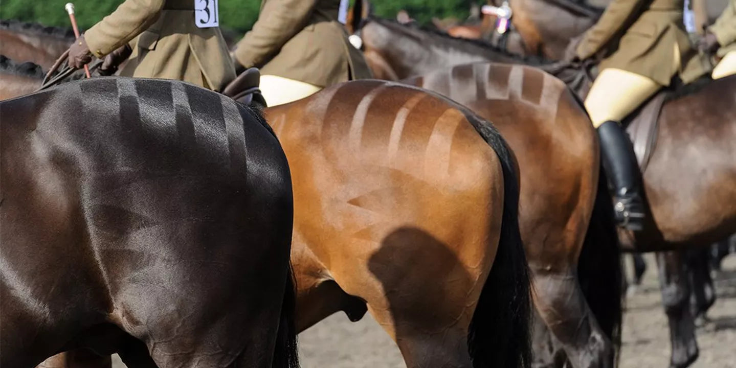 Prepare Your Horse For Showing