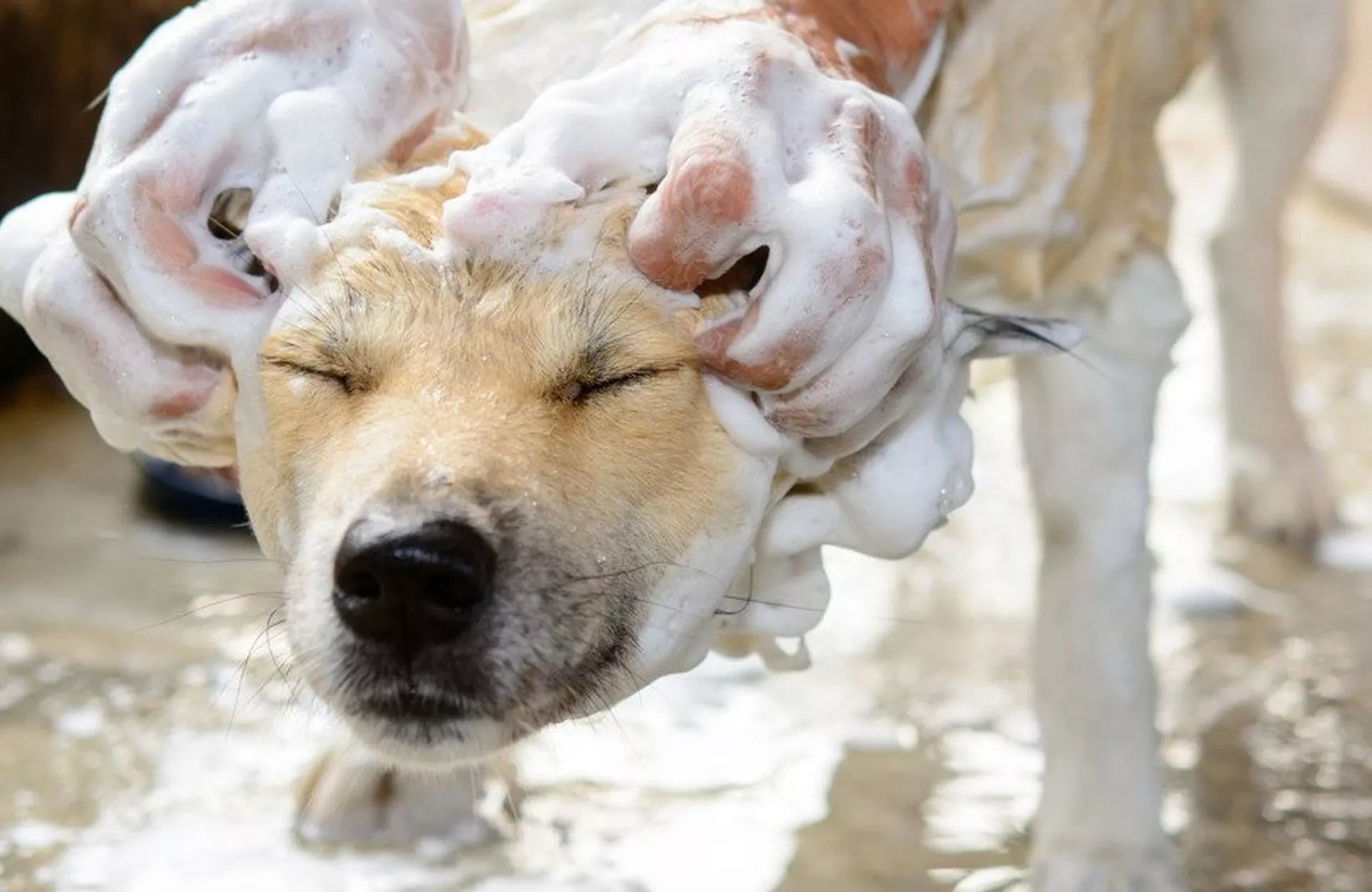 Professional Standard Dog Grooming at Home!