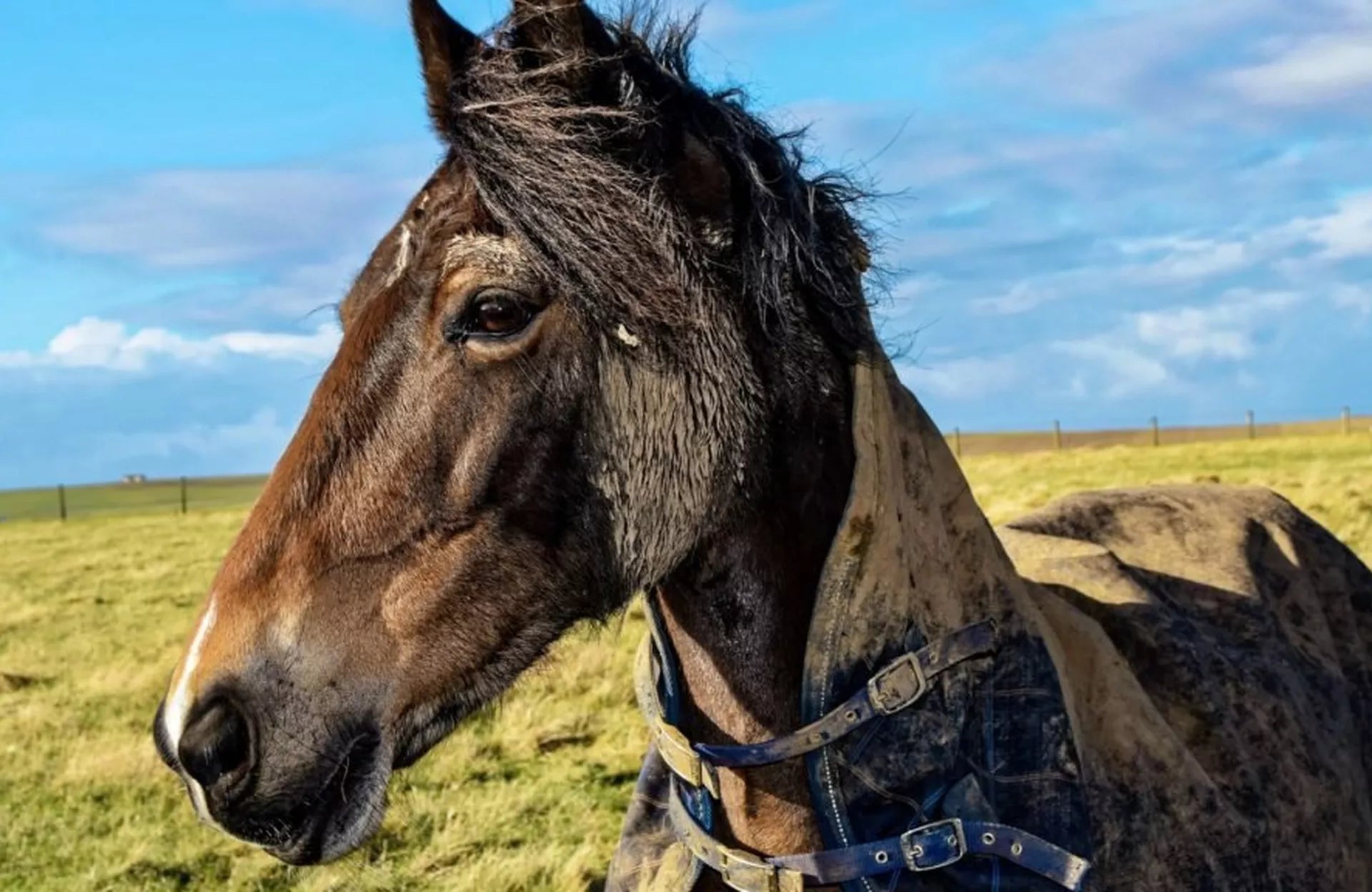 Rug Cleaning Guide – Washing & Waterproofing