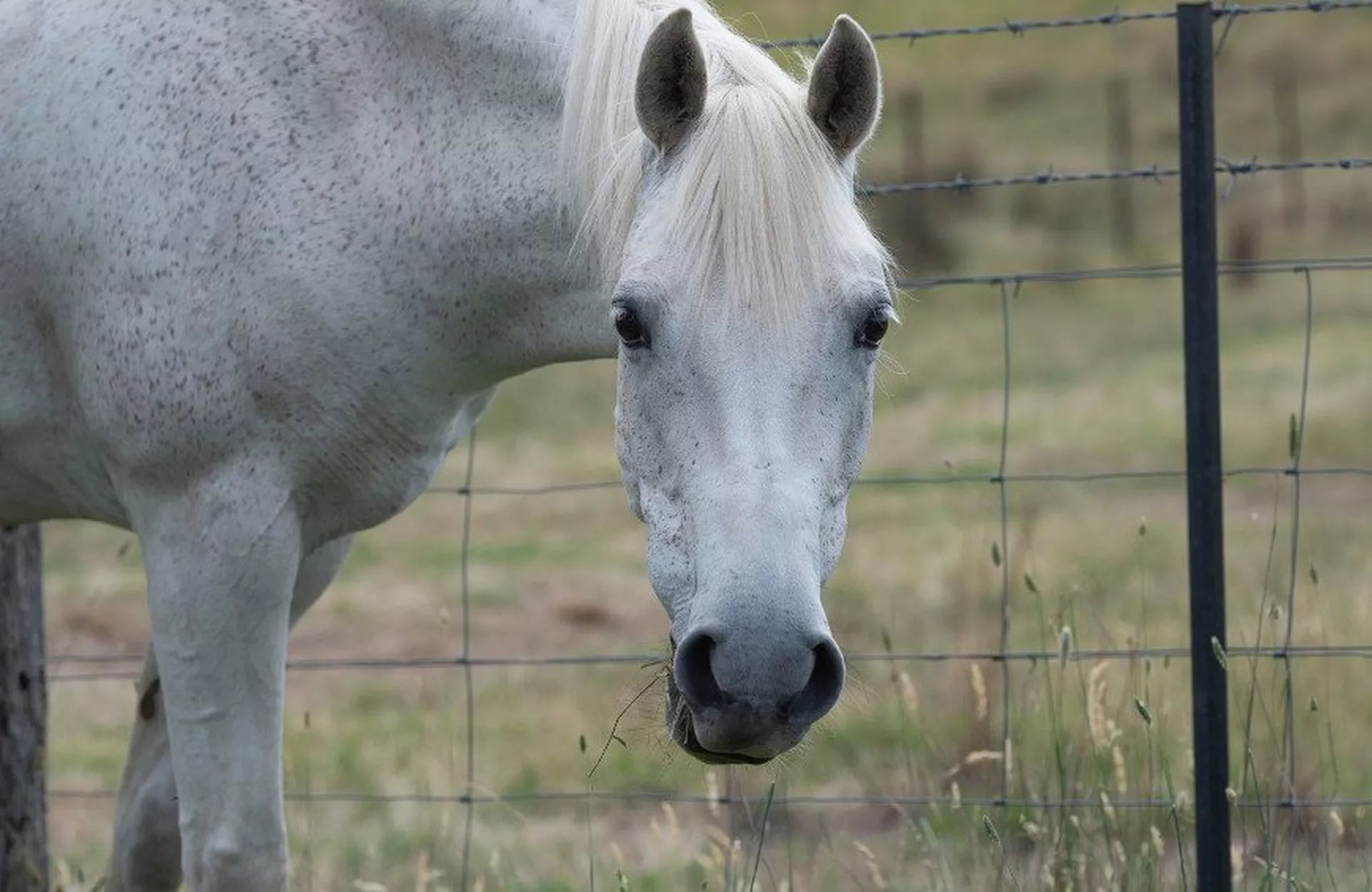 Sheath Cleaning – Horse Health & Grooming