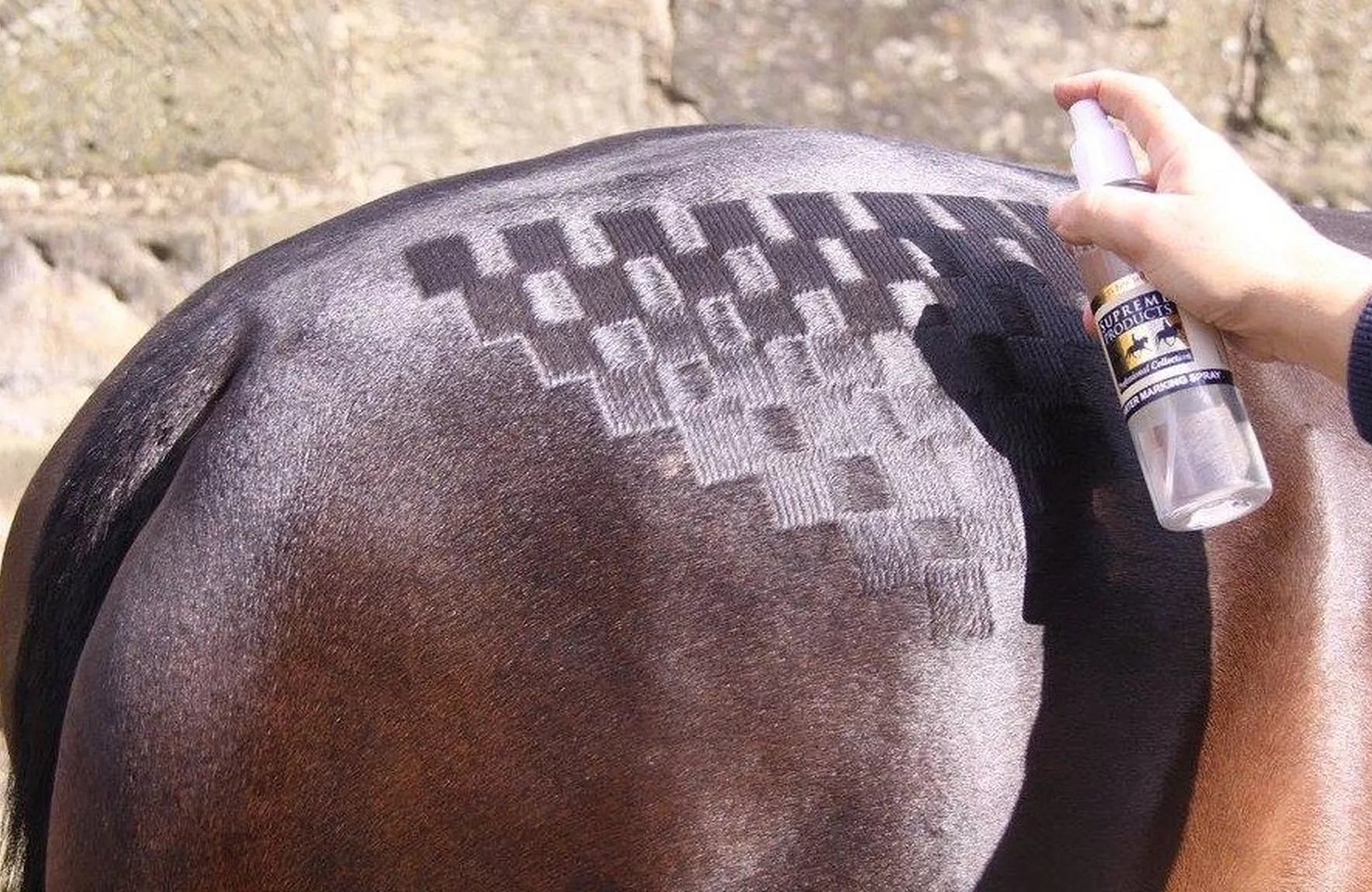 Show Ring Skills – Applying Quarter Marks