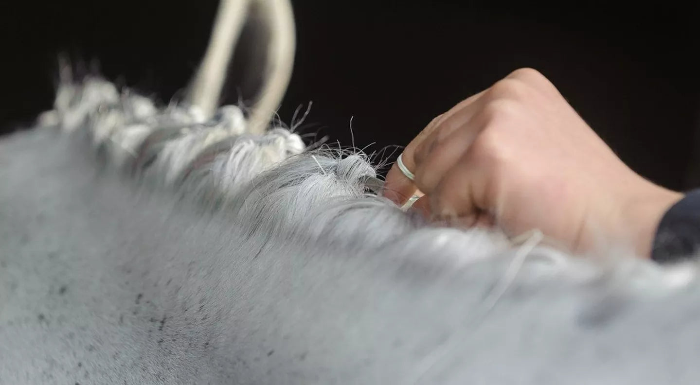 Show Ring Skills – The Perfect Plaits