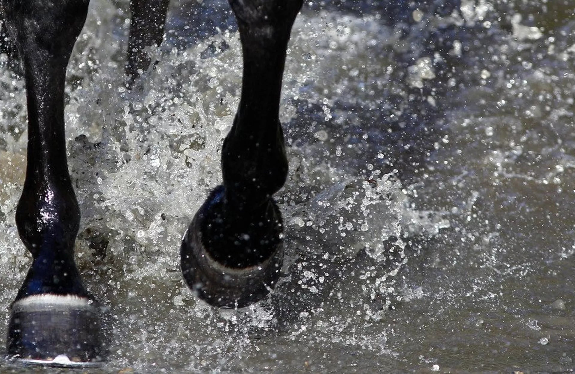 Studs – Does You Horse Need Them? Our Guide