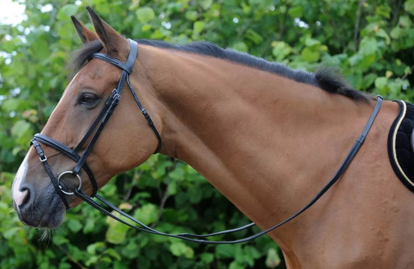 Take The Reins – Our Guide