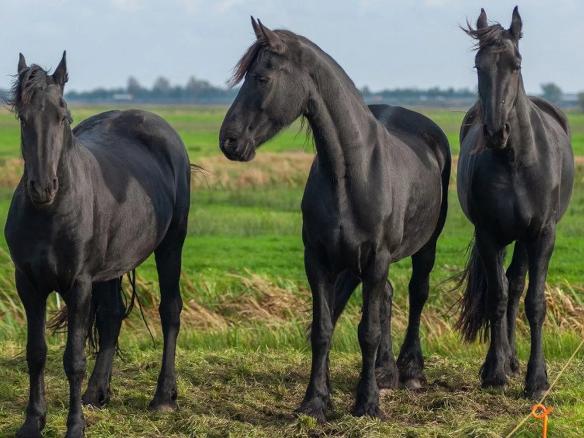 Track Grazing For Horses - Our Guide